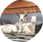 Femelles, Chèvres naines