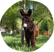 Mâle, Baudet du Poitou