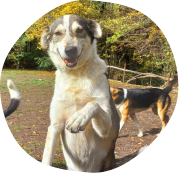 Femelle, Alaskan Husky