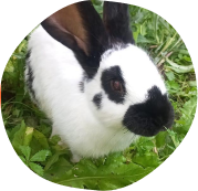 Femelle, Géant Papillon