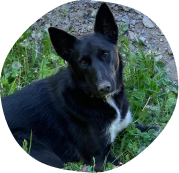 Femelle, Alaskan Husky