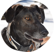 Femelle, Scandinavian Hound